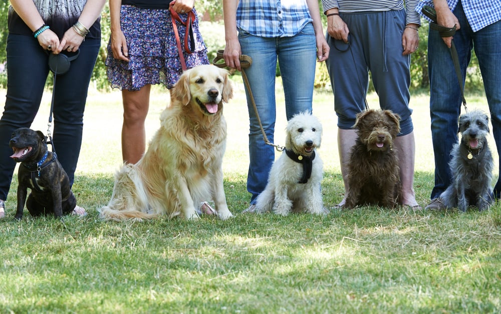 service dogs helping people with PTSD