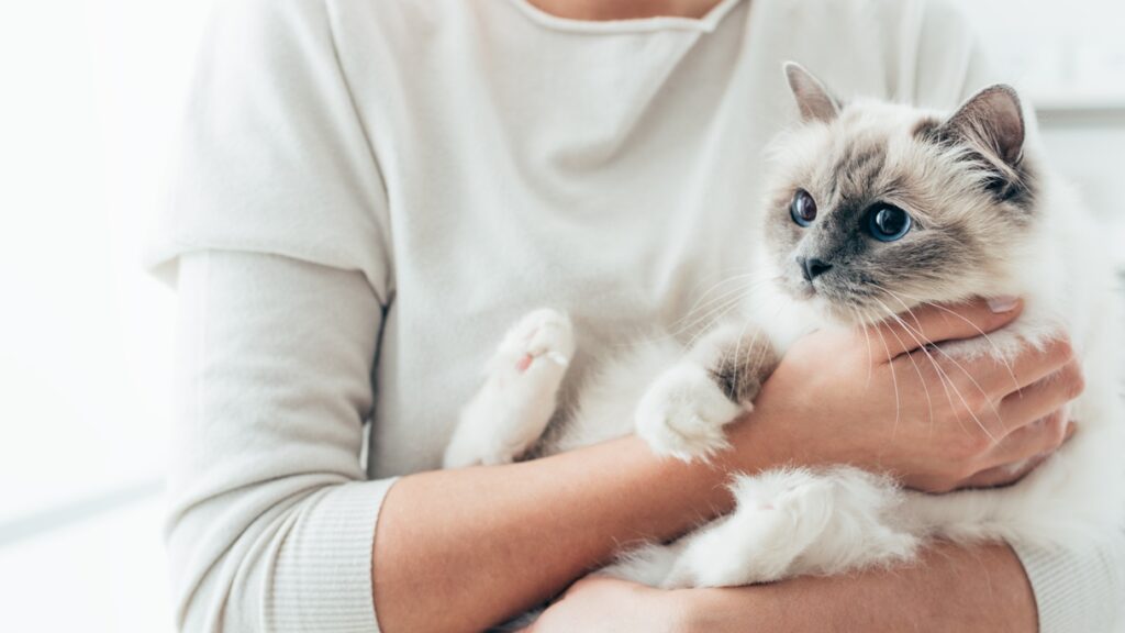 Cat in her owner's arms helping her on her animal therapy