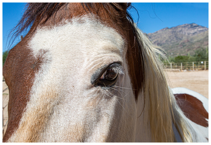 best-equine-therapy-facility