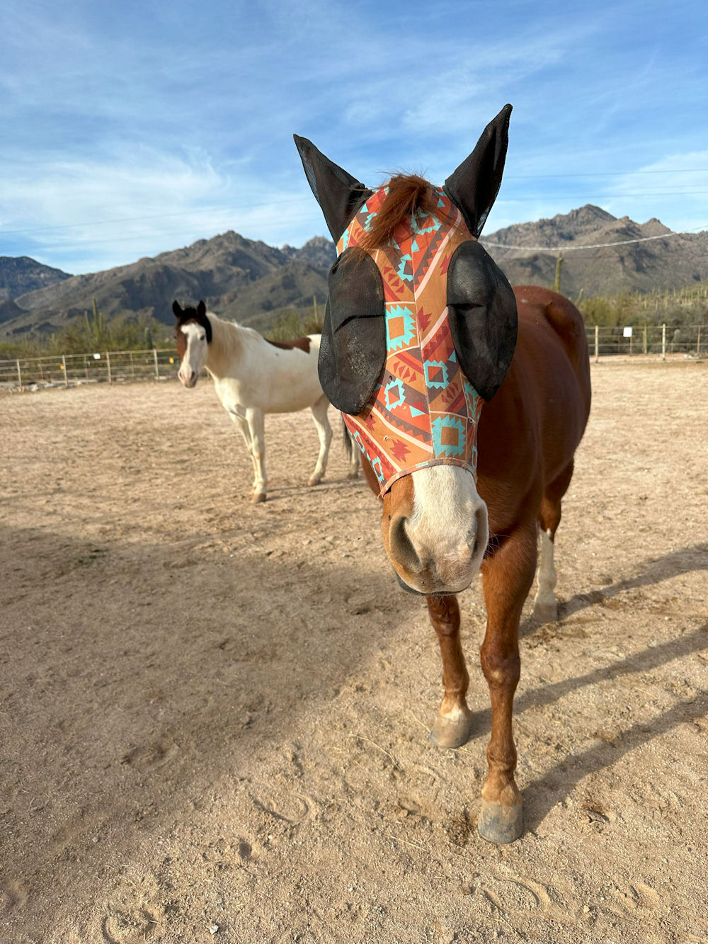 horses-at-sabino-recovery-for-equine-therapy