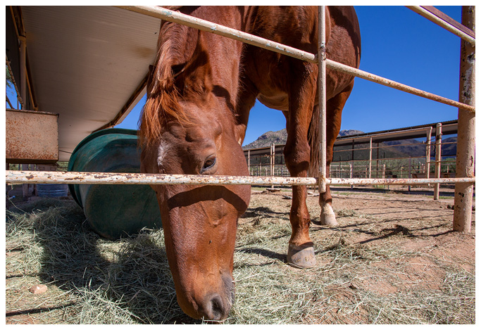 leading-horse-therapy-treatment-program