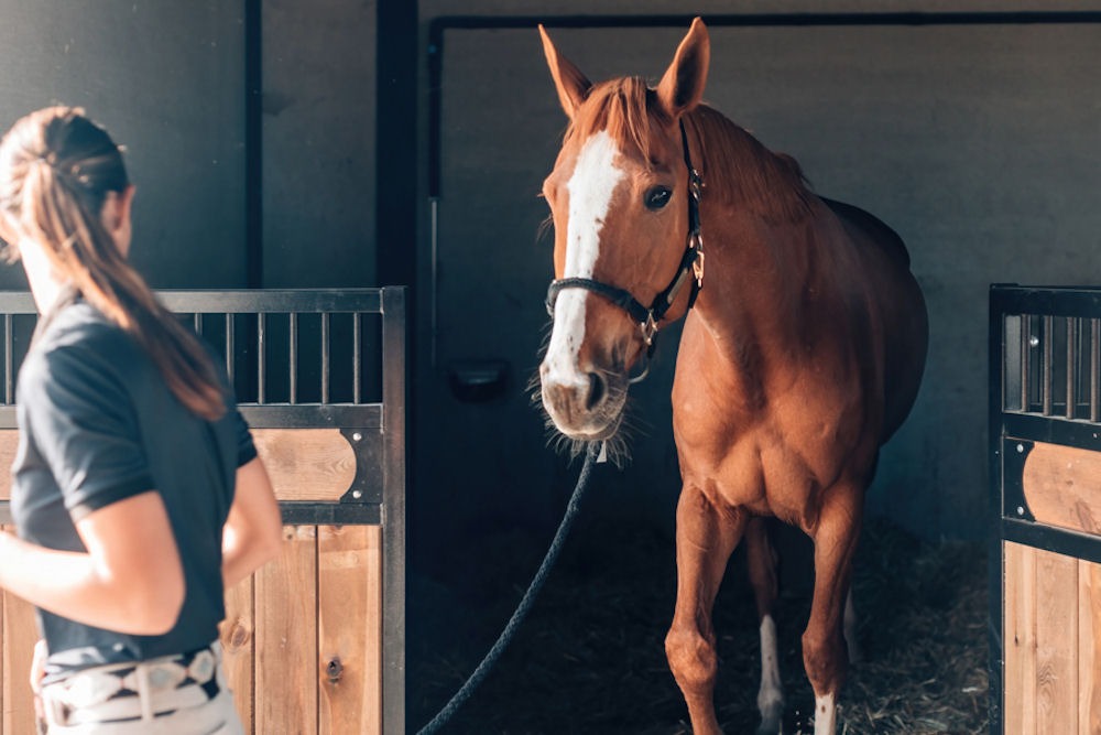 equine therapy at Sabino