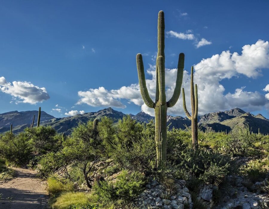 Integrative Trauma Treatment Arizona